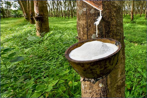 Environmental & Social Impact Assessment for Cocopa Rubber Plantation